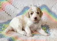 Forest, a male Goldendoodle for sale in Idaho Falls, ID – 1 of 8