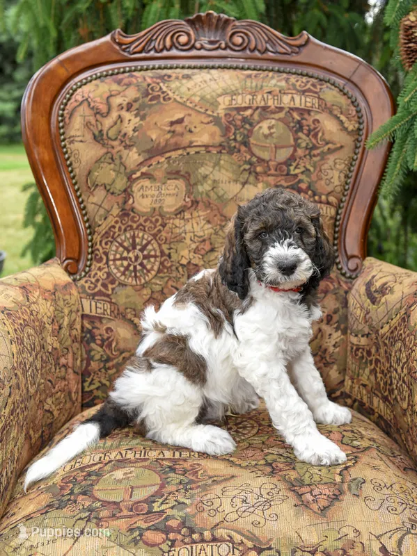 Rocky – Goldendoodle puppy for sale in Idaho Falls, ID