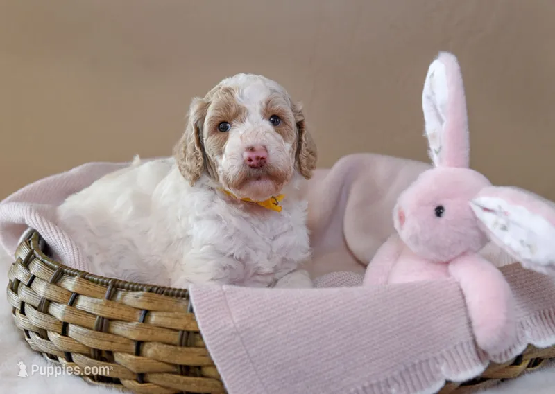 Sunny – Goldendoodle puppy for sale in Idaho Falls, ID