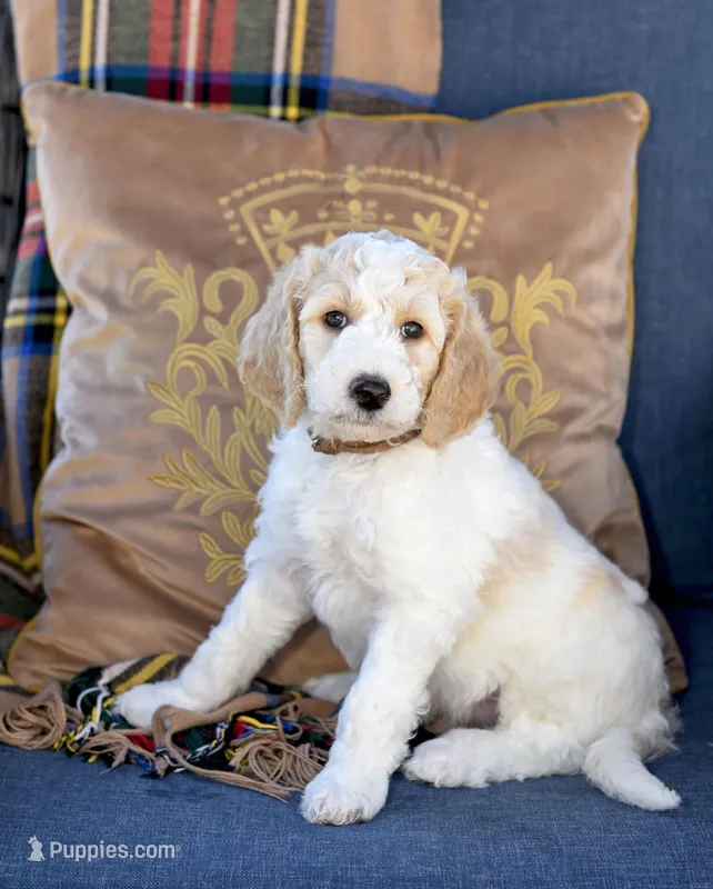 River – Goldendoodle puppy for sale in Idaho Falls, ID