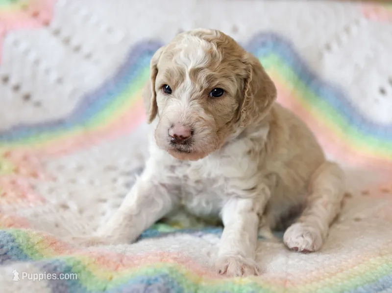 Sky – Goldendoodle puppy for sale in Idaho Falls, ID