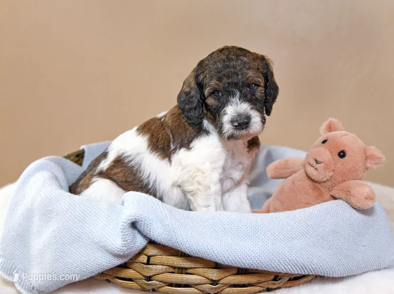 Rocky – Goldendoodle puppy for sale in Idaho Falls, ID