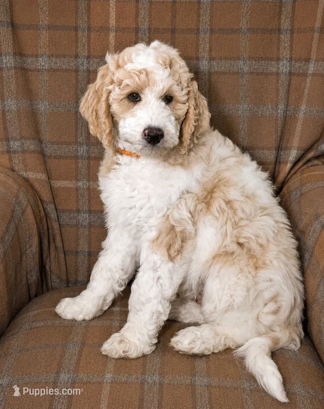 Lake – Goldendoodle puppy for sale in Idaho Falls, ID