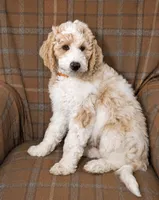 Lake, a male Goldendoodle for sale in Idaho Falls, ID – 1 of 10
