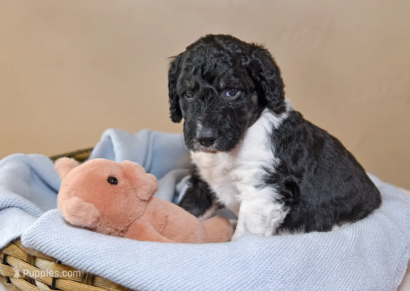 Timber – Goldendoodle puppy for sale in Idaho Falls, ID