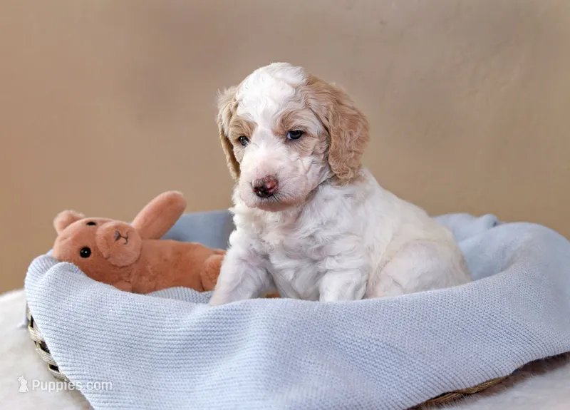 Forest – Goldendoodle puppy for sale in Idaho Falls, ID