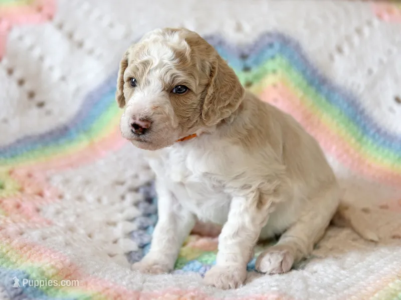 Lake – Goldendoodle puppy for sale in Idaho Falls, ID