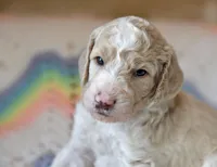 Sky, a male Goldendoodle for sale in Idaho Falls, ID – 3 of 7