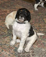 Bear, a male Goldendoodle for sale in Idaho Falls, ID – 7 of 10