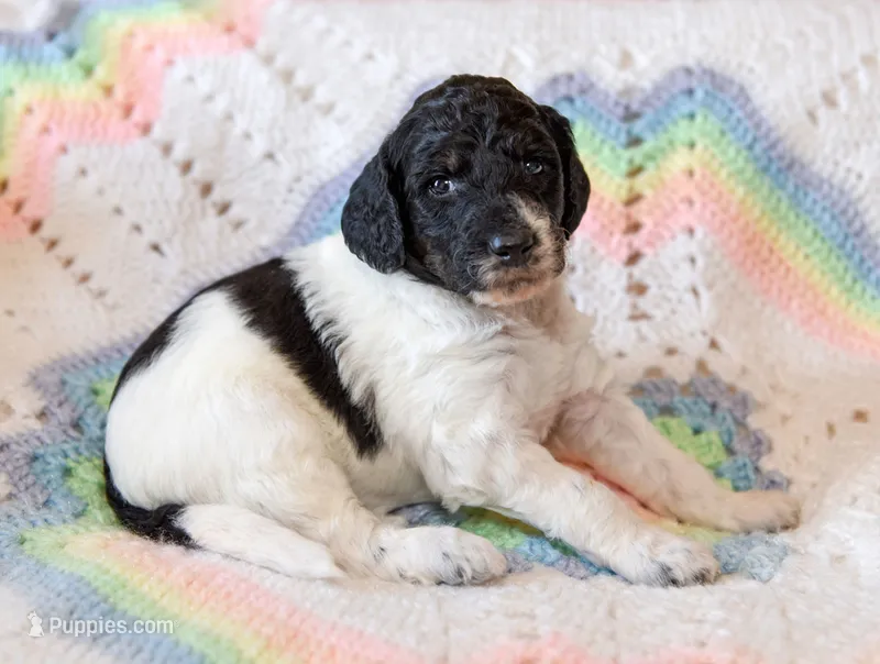Luna – Goldendoodle puppy for sale in Idaho Falls, ID