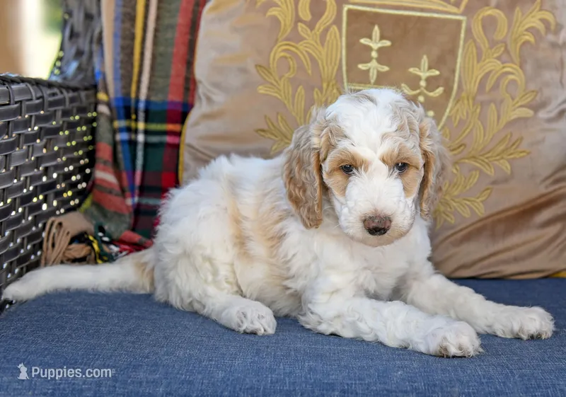 Leaf – Goldendoodle puppy for sale in Idaho Falls, ID