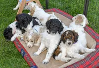 Sky, a male Goldendoodle for sale in Idaho Falls, ID – 8 of 10