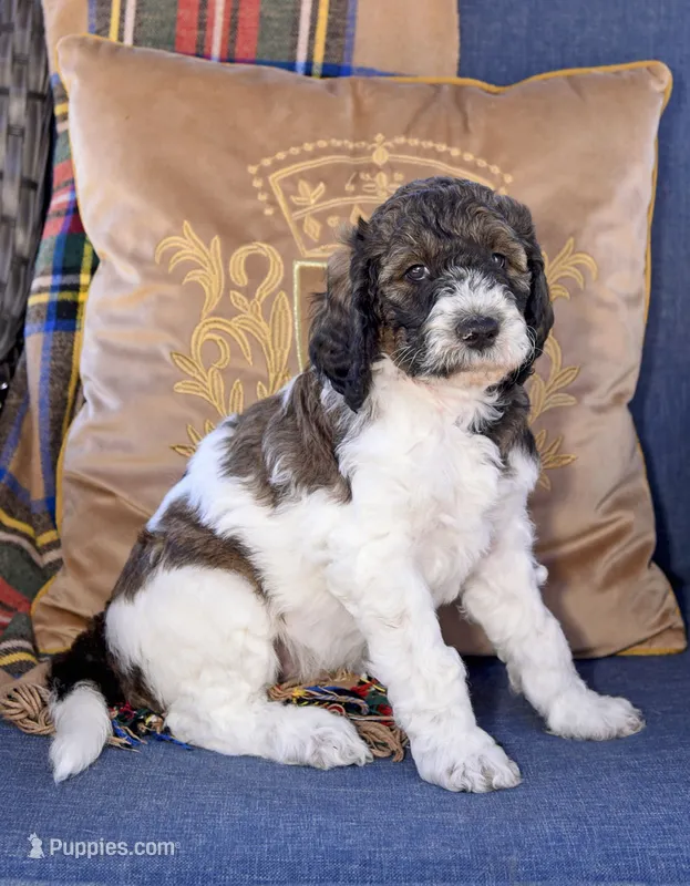Rocky – Goldendoodle puppy for sale in Idaho Falls, ID