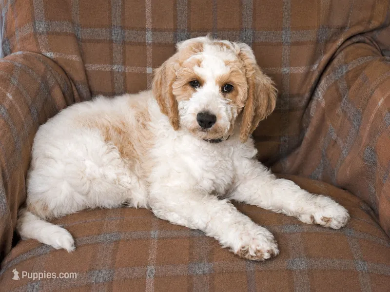 Leaf – Goldendoodle puppy for sale in Idaho Falls, ID