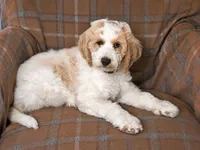 Leaf, a male Goldendoodle for sale in Idaho Falls, ID – 1 of 10