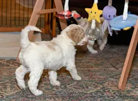 Sunny, a female Goldendoodle for sale in Idaho Falls, ID – 7 of 10