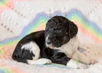 Timber, a male Goldendoodle for sale in Idaho Falls, ID – 3 of 5