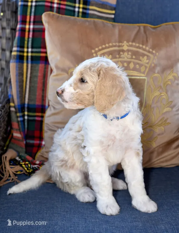 Sky – Goldendoodle puppy for sale in Idaho Falls, ID