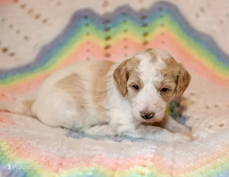 Leaf – Goldendoodle puppy for sale in Idaho Falls, ID