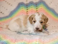Leaf, a male Goldendoodle for sale in Idaho Falls, ID – 1 of 7