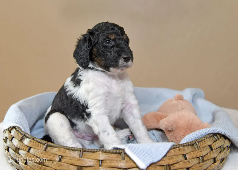 Bear – Goldendoodle puppy for sale in Idaho Falls, ID