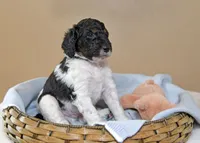 Bear, a male Goldendoodle for sale in Idaho Falls, ID – 4 of 10