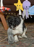 Luna, a female Goldendoodle for sale in Idaho Falls, ID – 7 of 10
