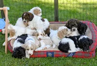 Timber, a male Goldendoodle for sale in Idaho Falls, ID – 8 of 10