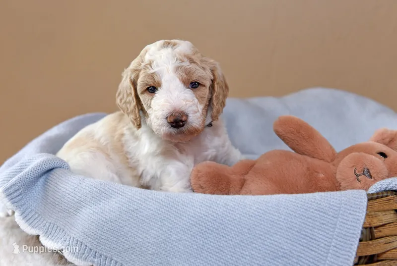 Leaf – Goldendoodle puppy for sale in Idaho Falls, ID