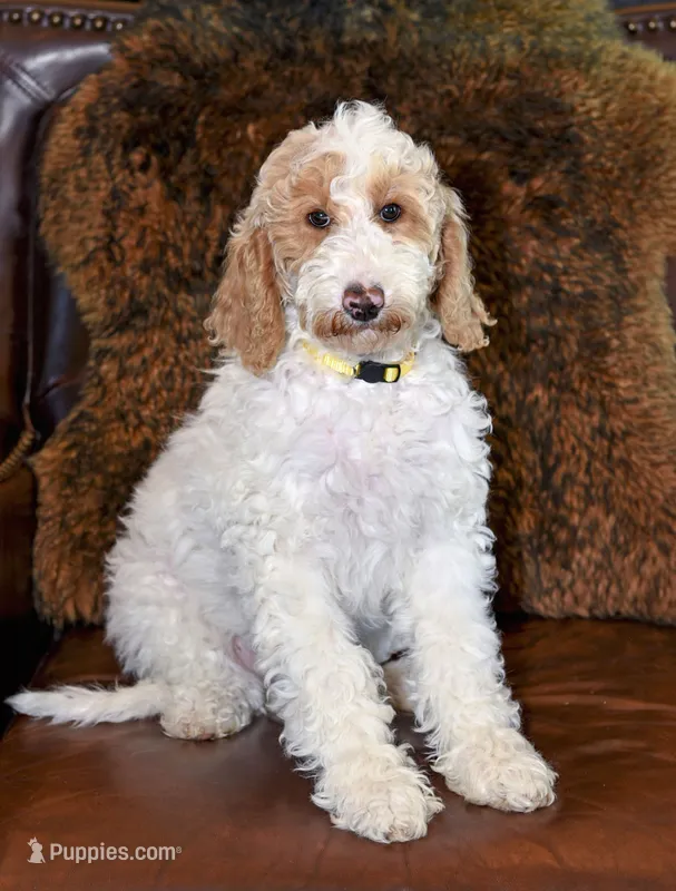 Sunny – Goldendoodle puppy for sale in Idaho Falls, ID