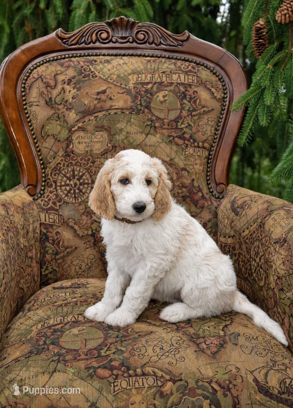 River – Goldendoodle puppy for sale in Idaho Falls, ID