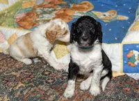 Timber, a male Goldendoodle for sale in Idaho Falls, ID – 7 of 10