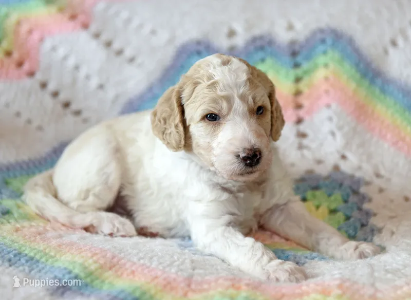 River – Goldendoodle puppy for sale in Idaho Falls, ID