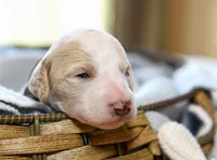 Leaf, a male Goldendoodle for sale in Idaho Falls, ID – 3 of 7