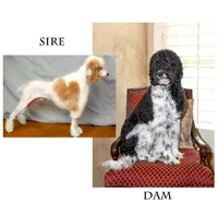 River, a male Goldendoodle for sale in Idaho Falls, ID – 6 of 6