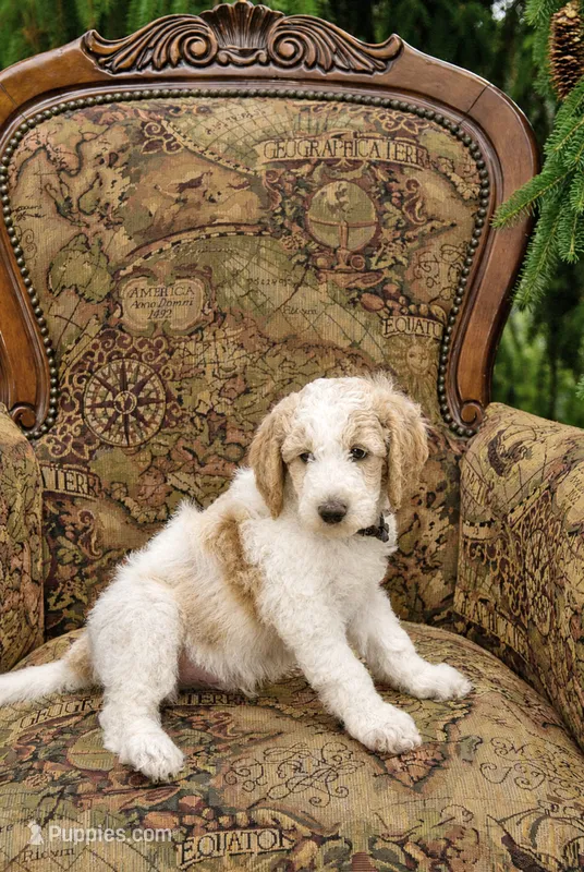 Leaf – Goldendoodle puppy for sale in Idaho Falls, ID