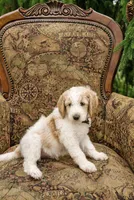 Leaf, a male Goldendoodle for sale in Idaho Falls, ID – 2 of 10