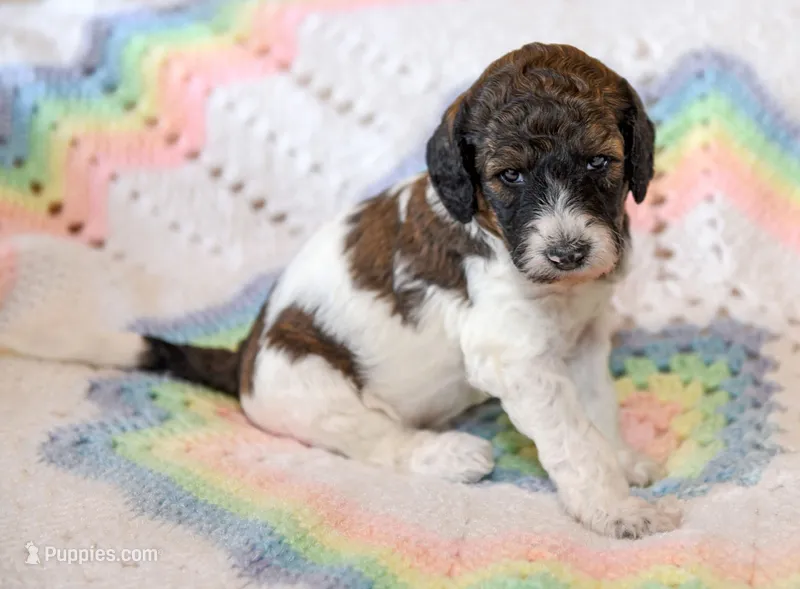 Rocky – Goldendoodle puppy for sale in Idaho Falls, ID