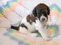 Rocky, a male Goldendoodle for sale in Idaho Falls, ID – 1 of 7