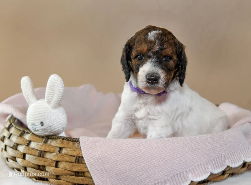 Flora – Goldendoodle puppy for sale in Idaho Falls, ID