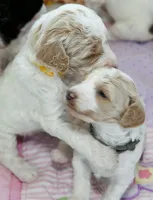 Sunny, a female Goldendoodle for sale in Idaho Falls, ID – 3 of 7