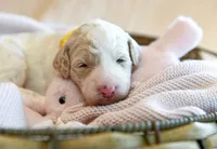 Sunny, a female Goldendoodle for sale in Idaho Falls, ID – 4 of 7