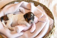 Flora, a female Goldendoodle for sale in Idaho Falls, ID – 2 of 6