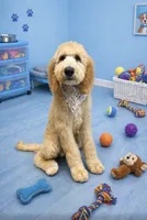 Graham, a male Goldendoodle for sale in Morganton, NC – 1 of 5