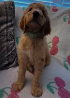 Graham, a male Goldendoodle for sale in Morganton, NC – 2 of 5