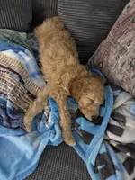 Graham, a male Goldendoodle for sale in Morganton, NC – Photo 4 of 7