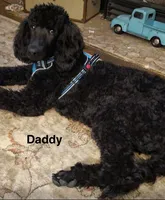 Graham, a male Goldendoodle for sale in Morganton, NC – Photo 7 of 7