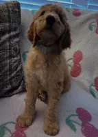 Graham, a male Goldendoodle for sale in Morganton, NC – Photo 2 of 7