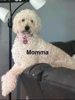 Graham, a male Goldendoodle for sale in Morganton, NC – Photo 6 of 7