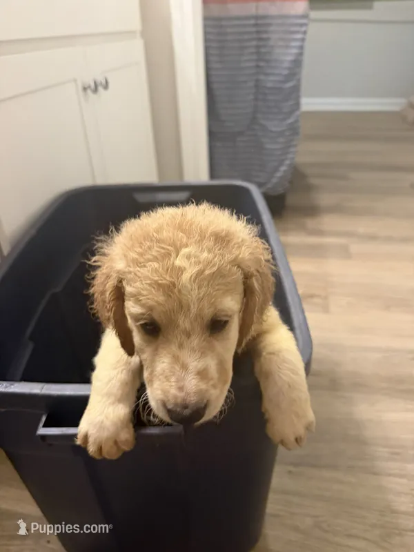 Cornpop – Double Doodle puppy for sale in Jacksonville, FL
